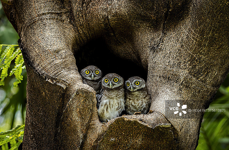 热带亚洲的小型猫头鹰斑点小鸮图片素材