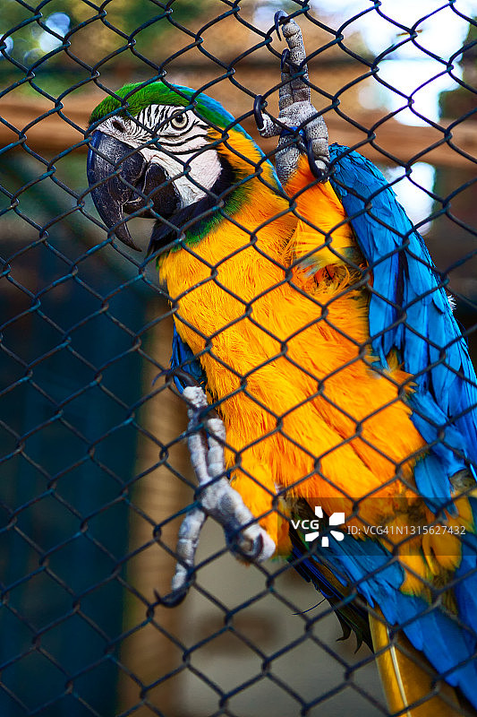 笼中的金刚鹦鹉图片素材