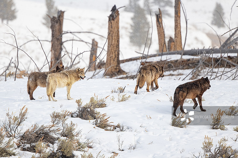 四匹黄石公园麋鹿狼群一同走开图片素材