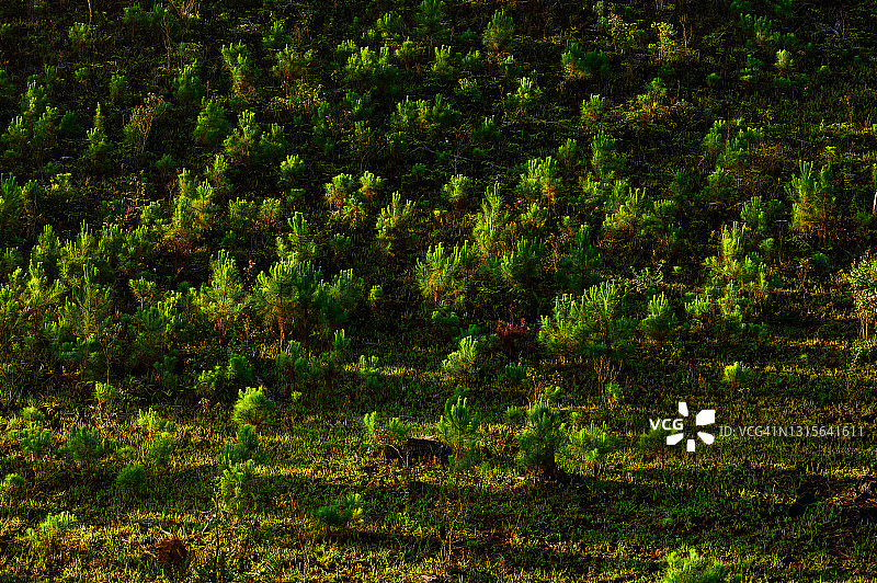 在森林里种植小松树图片素材
