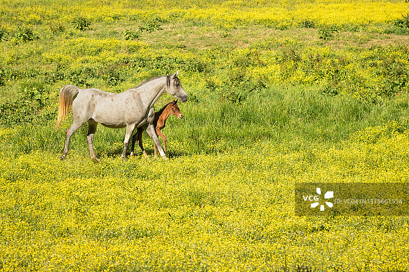 带着幼驹的白马图片素材