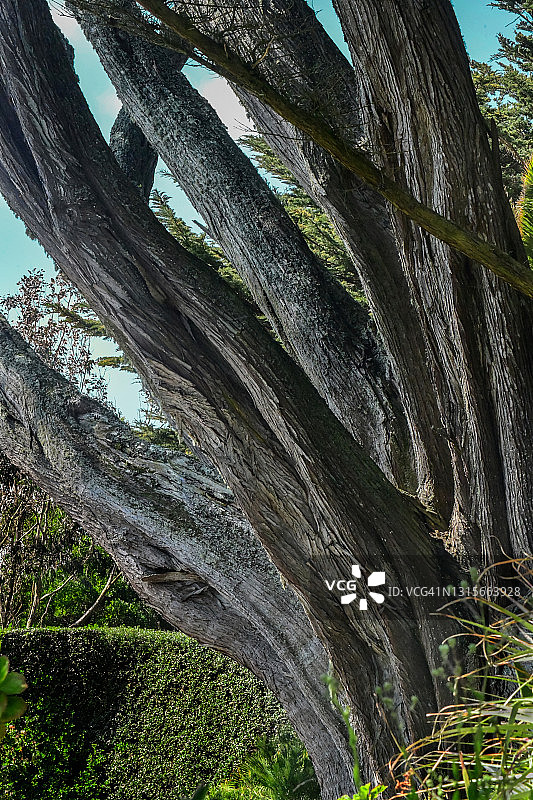 冬青栎图片素材