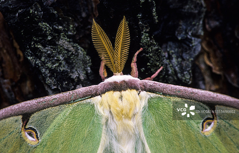 雄性月亮蛾(Actias luna)特写，羽毛状触角有化学感受器，可以探测信息素图片素材