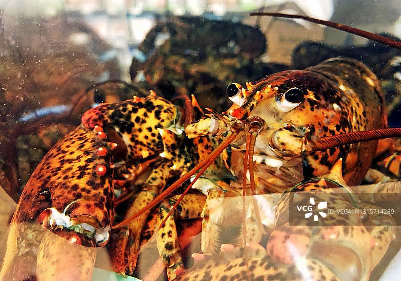 美国超市龙虾缸内待售的龙虾图片素材