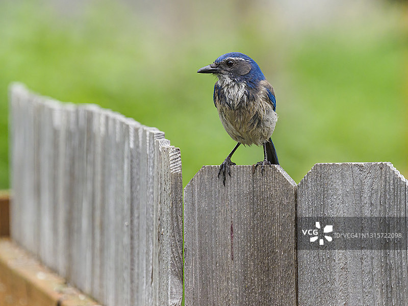 加州丛鸦栖息在俄勒冈州西部栅栏上图片素材
