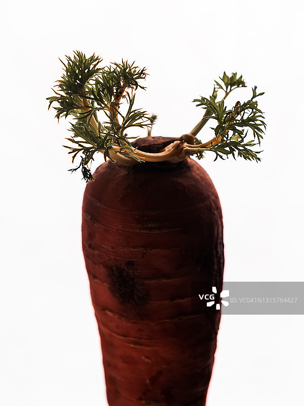 带绿叶的胡萝卜图片素材