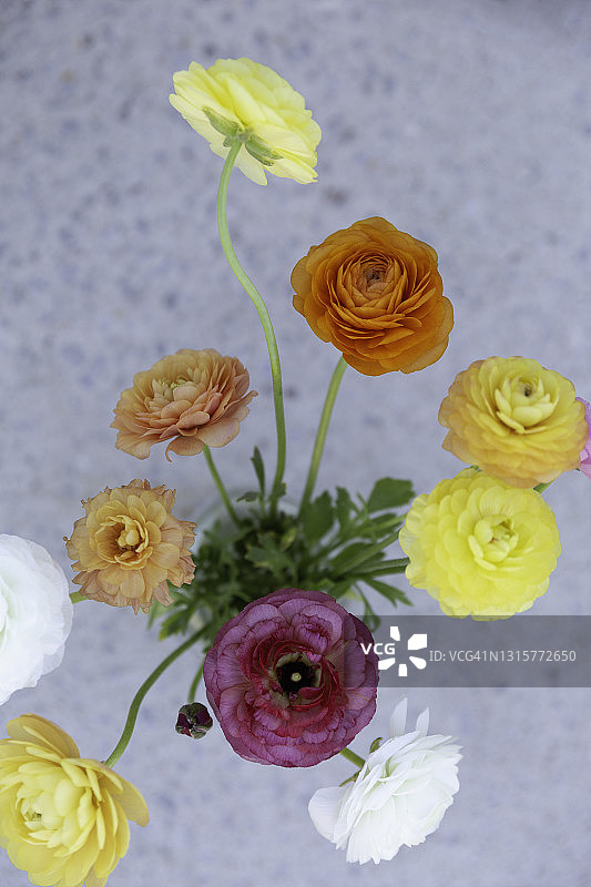 从上方拍摄的彩色毛茛图片素材