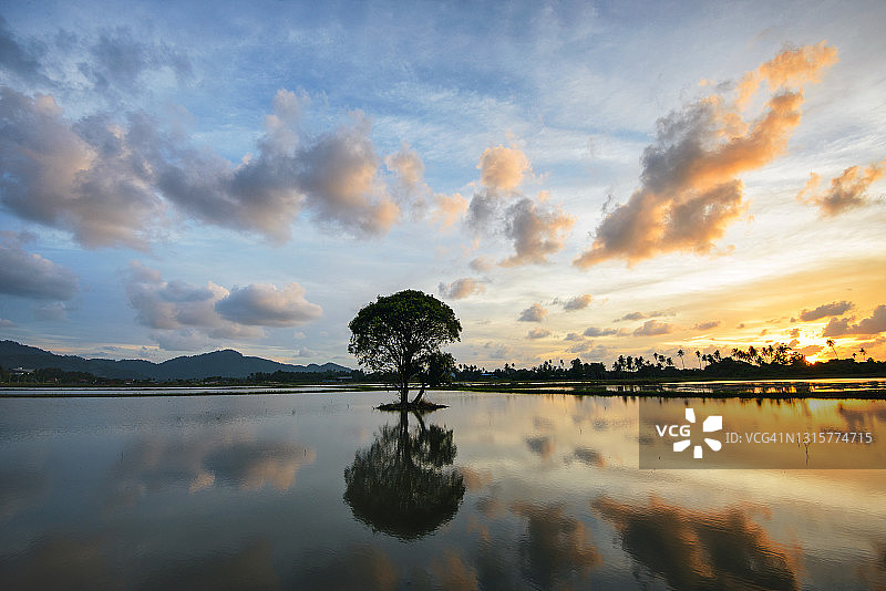 湖面倒影中的一棵树图片素材