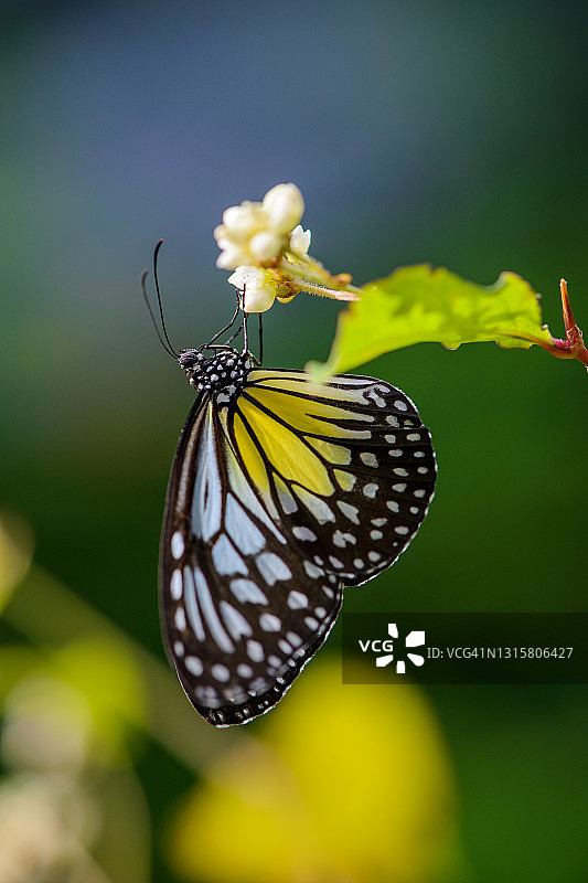 野生的马利筋蝴蝶图片素材