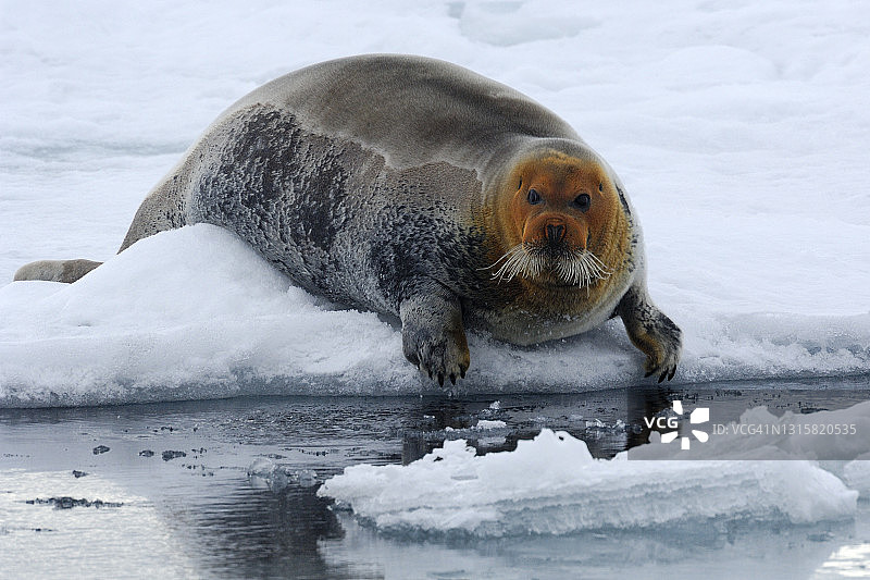 髯海豹图片素材