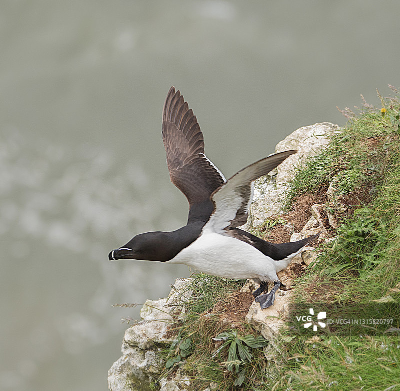 一种尖嘴鸟图片素材