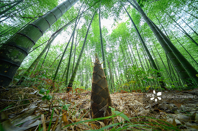 春季竹林中破土而出的竹笋图片素材
