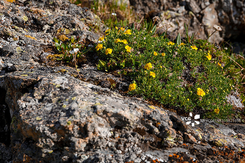 石头上生长的黄色花朵图片素材