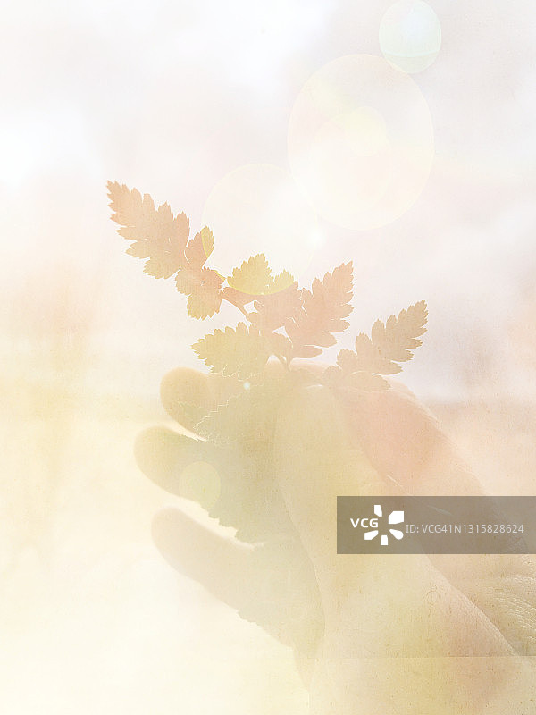 逆光人手持带镜头光晕的蕨类植物图片素材