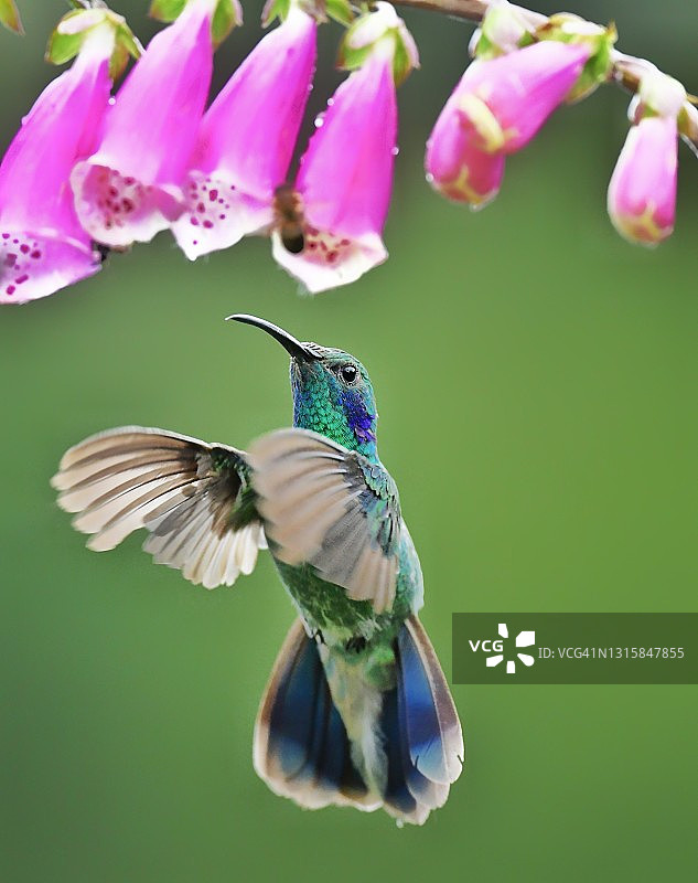 紫耳蜂鸟拍打翅膀图片素材