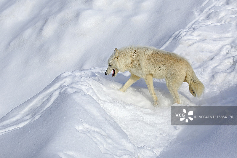 雪地觅食的北极狼图片素材