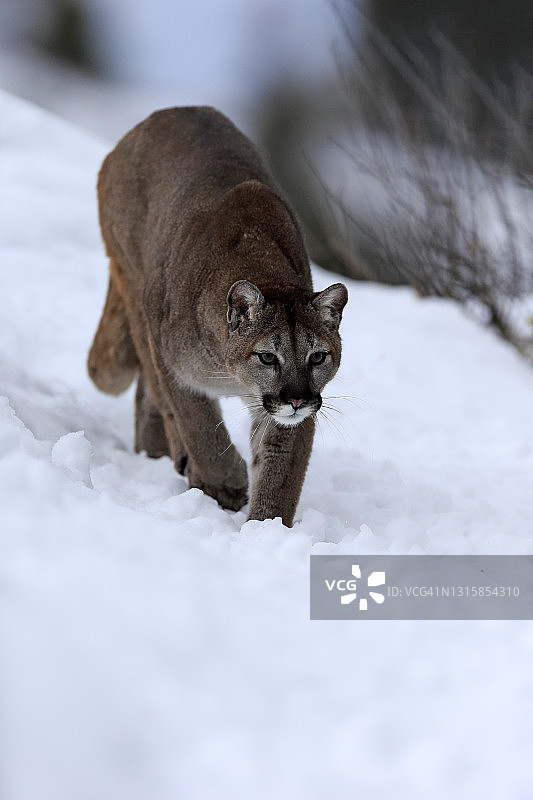 美洲狮（Felis concolor），成年，冬季在雪地行走，美国蒙大拿州图片素材