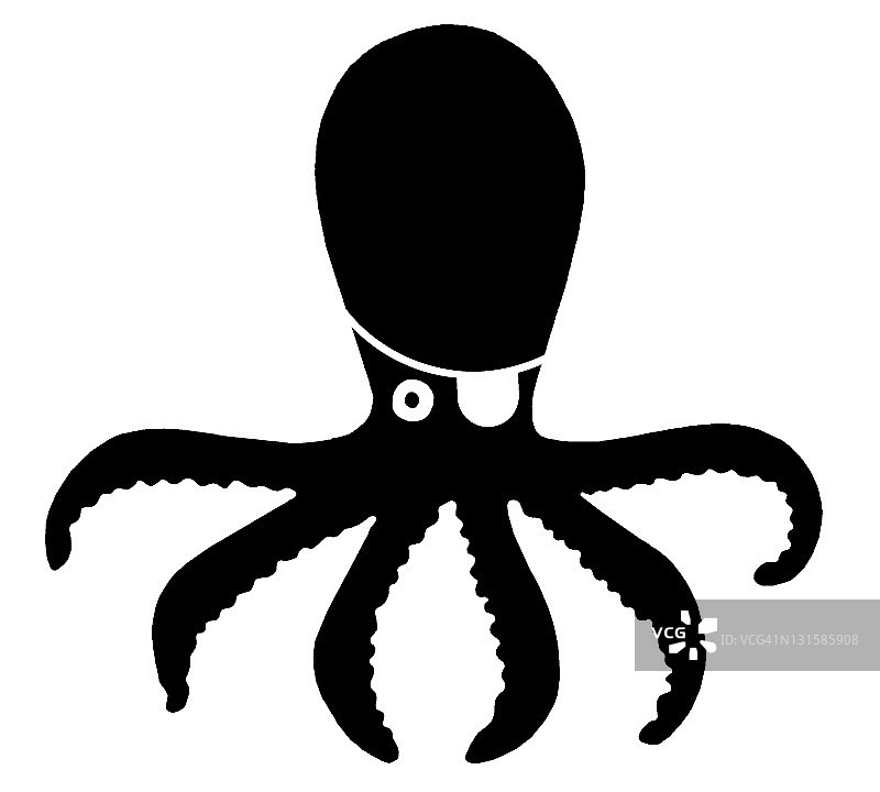 戴眼罩的章鱼图片素材