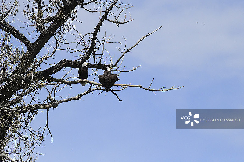 白头海雕图片素材