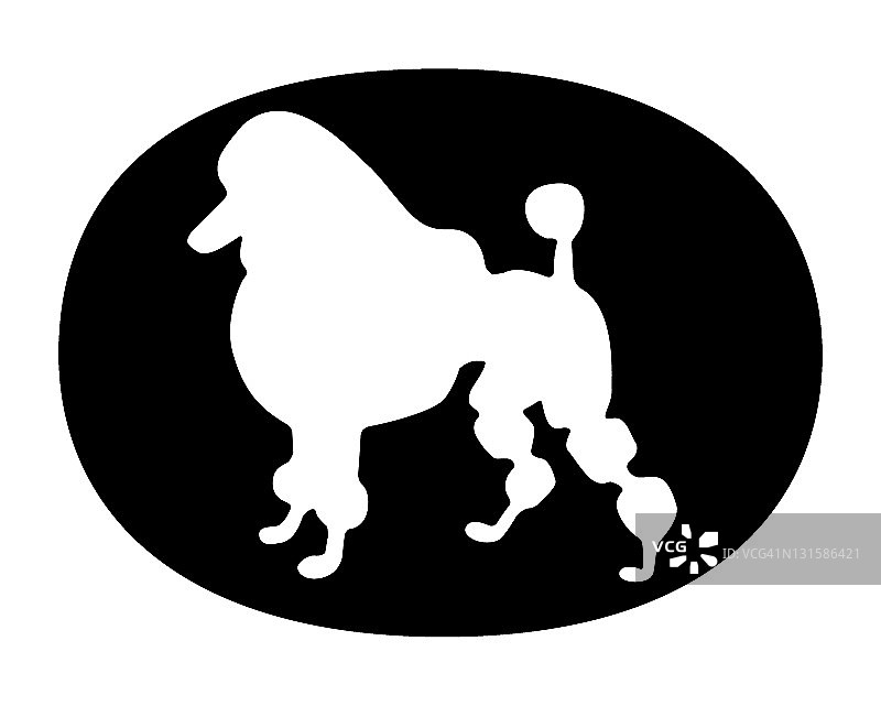 贵宾犬图片素材