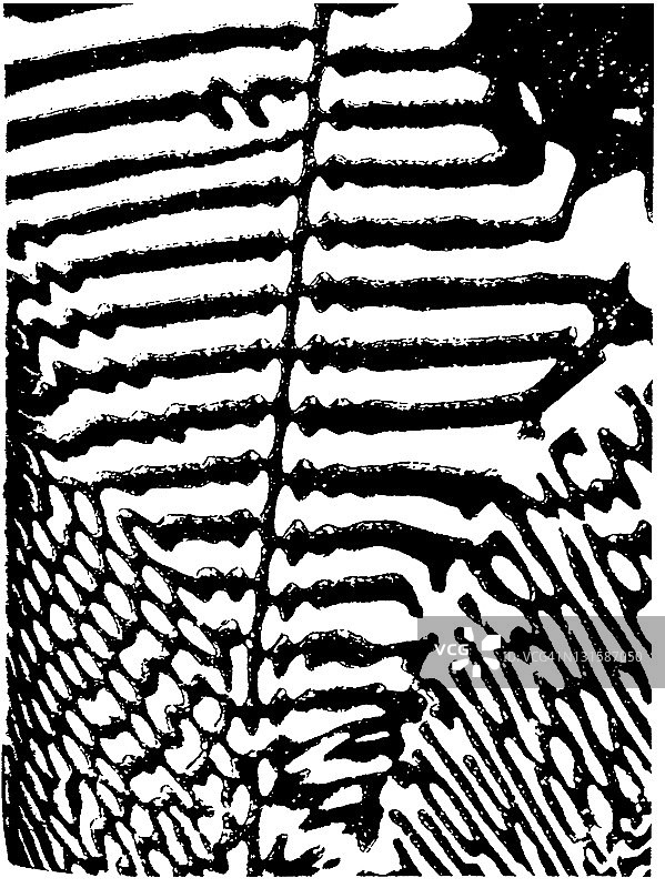 斑马纹图案图片素材