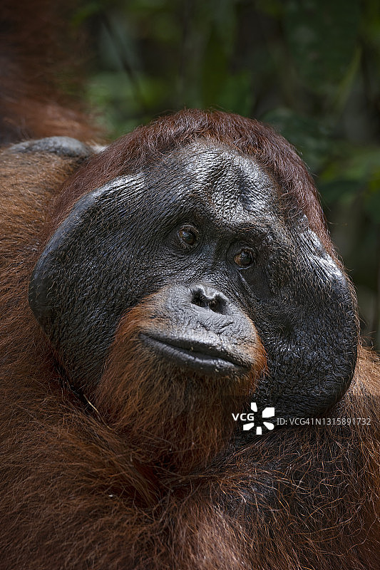 雄性猩猩的肖像，野生动物摄影图片素材