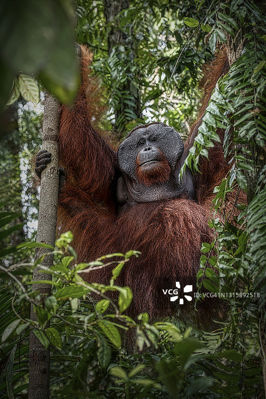 雄霸雄猩猩在树上，被野生动物拍摄图片素材