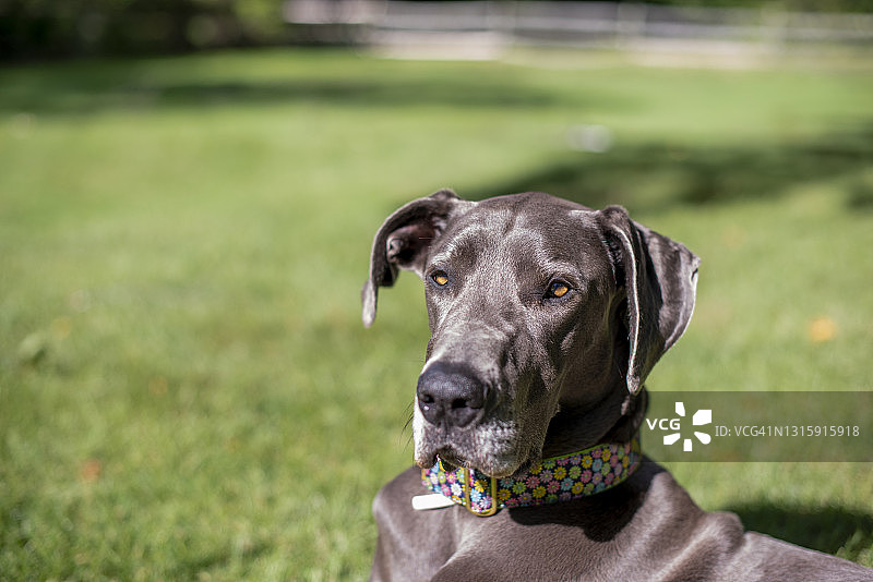 大丹犬的肖像图片素材