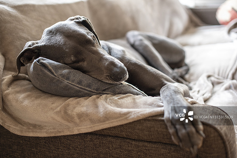 大丹犬躺在沙发上图片素材