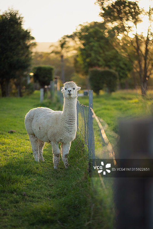 羊驼肖像图片素材