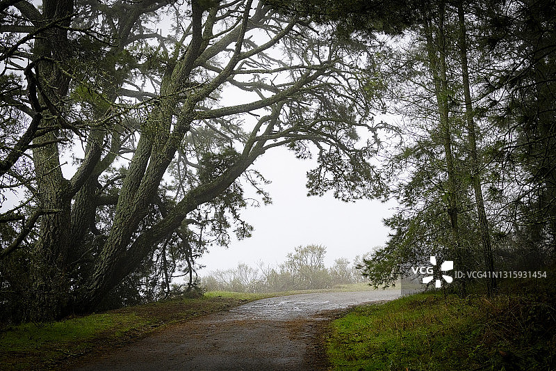 雾中的森林道路图片素材