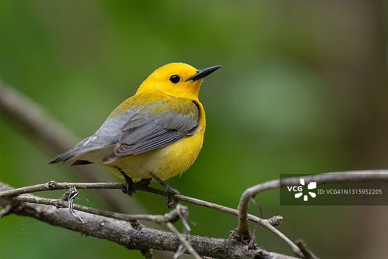 金色林莺系列图片素材