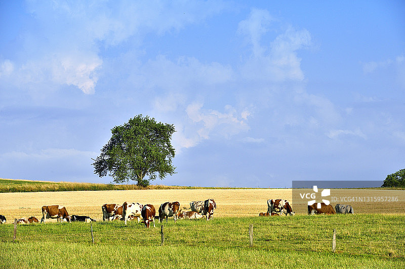 夕阳下草地上的一群奶牛图片素材