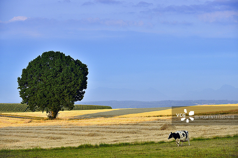 夕阳下草地上的一头牛图片素材
