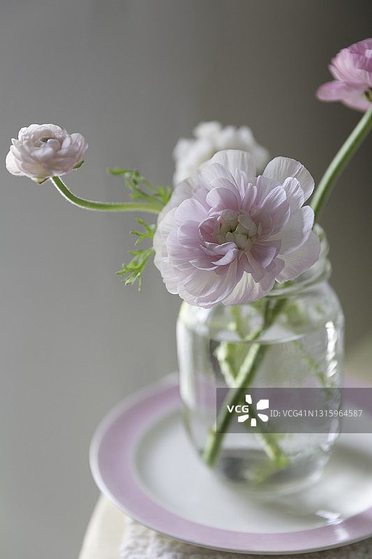 淡粉色毛茛玻璃罐图片素材