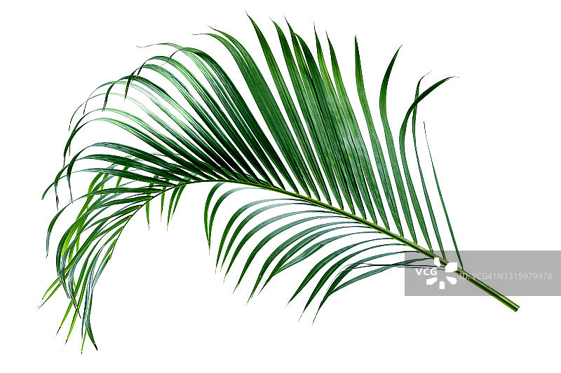 白色背景上的棕榈树绿叶图片素材