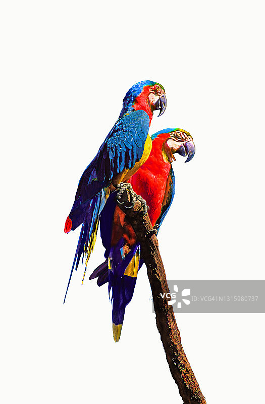 两只鹦鹉图片素材