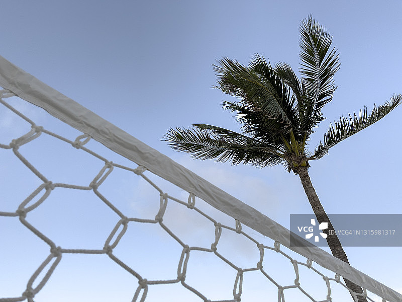 棕榈树和阳光下的排球网运动概念图图片素材