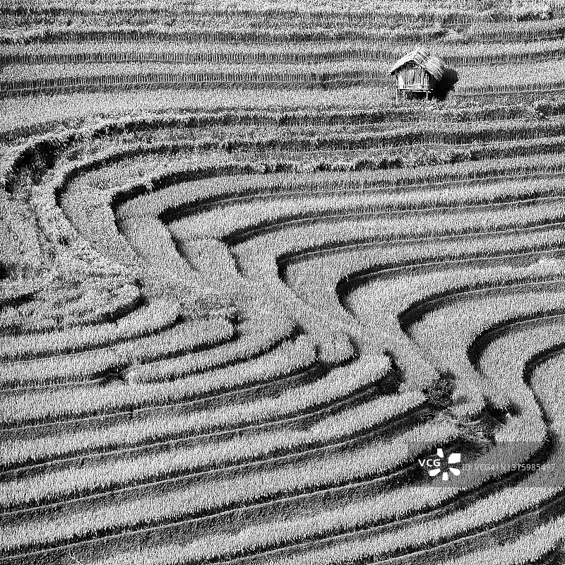 越南西北部梯田日落稻田风光图片素材