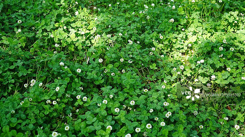 白色三叶草图片素材