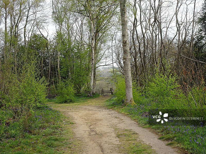 蓝铃花森林里的春天图片素材