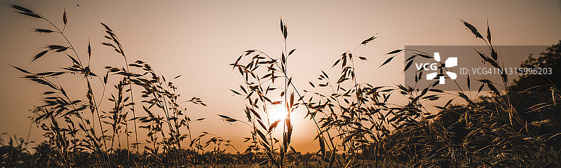 日出时分英国乡村的野生草地轮廓全景图片素材