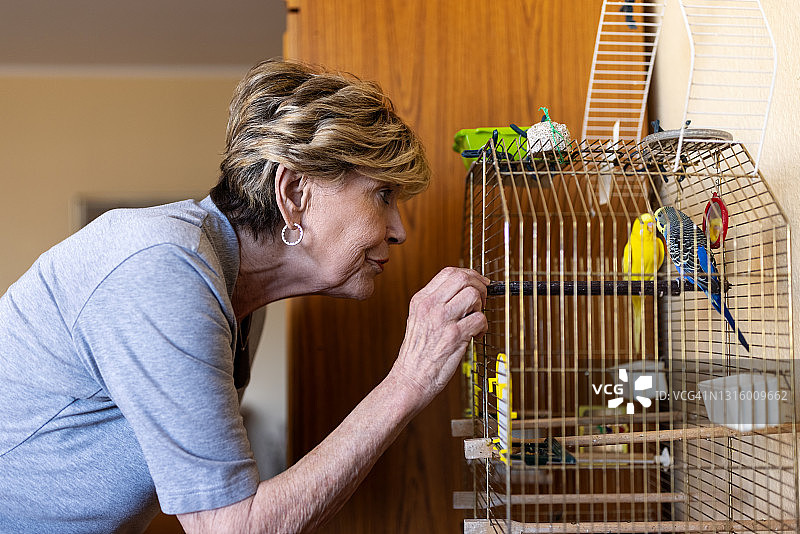 老年妇女在家里的鸟笼里和宠物鸟玩耍图片素材