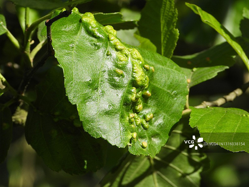 树叶上的螨虫图片素材