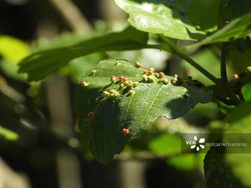 树叶上的螨虫图片素材