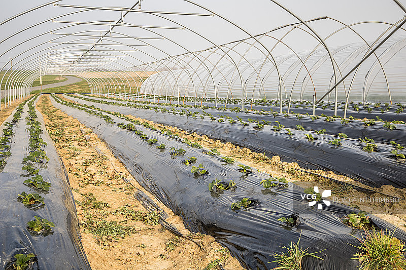 温室种植草莓图片素材