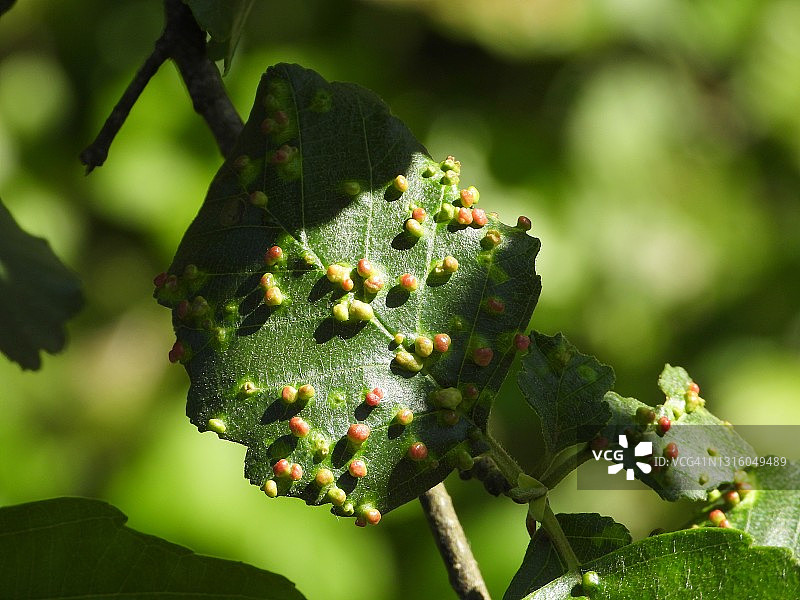 树叶上的螨虫图片素材