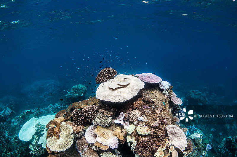 大堡礁的珊瑚白化图片素材