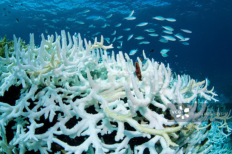 大堡礁的珊瑚白化图片素材