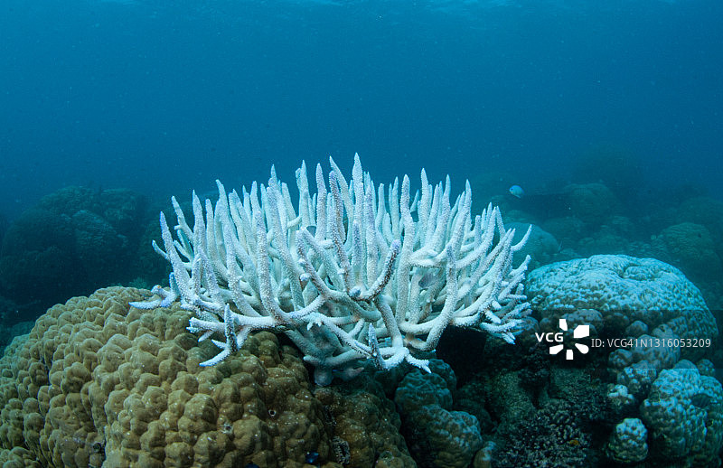 大堡礁的珊瑚白化图片素材